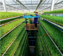  ??  ?? A farmer works at a nursery in the county of Jishui, Jiangxi Province