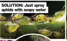  ??  ?? SOLUTION: Just spray aphids with soapy water