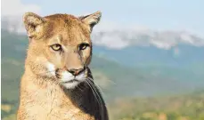  ?? FOTO: DPA ?? In Baden-Württember­g darf man einen Puma halten, in Berlin und Hessen ist es verboten.