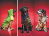  ?? NIU JING / FOR CHINA DAILY ?? Dressed stylishly by their trainers on Wednesday — Army Day — rescue dogs from a firefighti­ng unit in Hangzhou pose for photos. The units are organized under China’s Armed Police force.