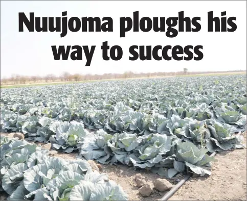  ??  ?? Self-sufficient... Some of Nuujoma’s plantation­s that have changed his life and that of his family.