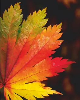  ??  ?? Leaves of fire: it’s beautiful in arboreta such as Westonbirt, but does autumn colour have a place in domestic gardens?