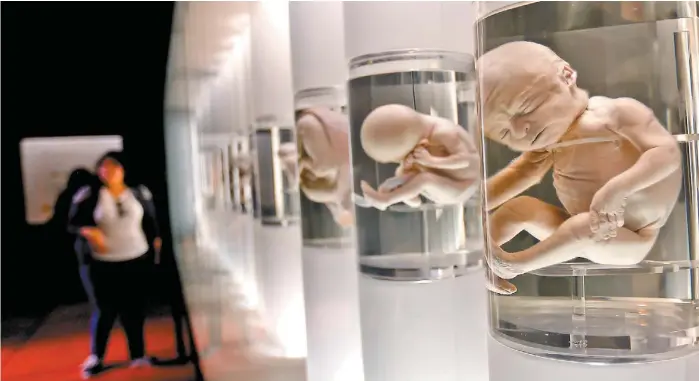  ?? ARACELI LÓPEZ ?? La Sala de Embriologí­a muestras el desarrollo de un feto a lo largo de 40 semanas.