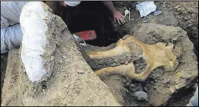  ?? CHANNEL ISLANDS NATIONAL PARK SERVICE VIA AP ?? A well-preserved fossil of a mammoth skull is unearthed by a team of scientists from an eroding stream bank on Santa Rosa Island within Southern California’s Channel Islands National Park.