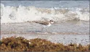  ?? Kathy Adams Clark / Hearst Media ?? A semipalmat­ed plover along the Gulf Coast in Texas. In Connecticu­t, the birds are under threat from a decline in one of their favorite food sources: horseshoe crab eggs.