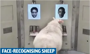  ?? ?? FACE-RECOGNISIN­G SHEEP
Rat race: The rodents were given small cars to steer, right. Left: Sheep were taught to recognise famous faces in a bid to better understand memory