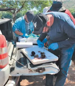  ?? FOTO: EL HERALDO ?? El experto mexicano que recorrió las costas sureñas partirá este martes para su país y se espera que en una semana se brinden resultados.