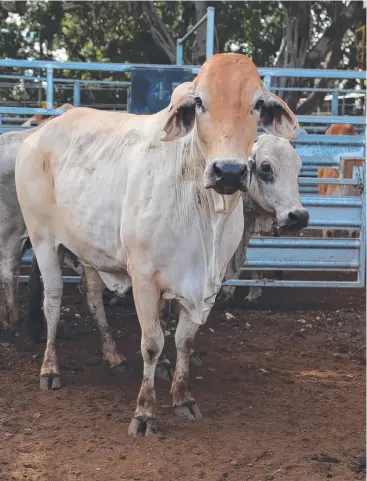  ?? Picture: BRONWYN WHEATCROFT ?? GOOD CATTLE: Two heifers were sold by Queensland Rural at yesterday's Cattle and Prime Sale for $168.2c/kg.