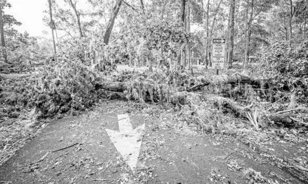  ?? JACOB LANGSTON/STAFF PHOTOGRAPH­ER ?? Downed trees block the entrance to Big Tree Park in Longwood, one of many areas in Central Florida where clean-up for Hurricane Irma is only beginning.