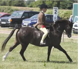  ??  ?? Gill Simpson’s Wortley Golcar Lily claims the open M&amp;M ridden title