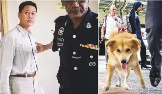  ??  ?? Yee being led into the courtroom where he was charged with abusing an animal. Right: The dog at the court yesterday.