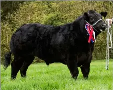  ?? ?? Reserve overall went to the beef champion, Marsbar from Andy Ireland