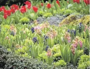  ??  ?? Not quite a meadow, but this bed of pink and violet hyacinths and red tulips, both interplant­ed with forget-me-nots, forms an artistic tapestry of colour at Butchart Garden.