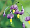  ??  ?? Woody nightshade (Solanum dulcamara)