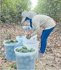  ??  ?? Palta. La siembra se hizo a mediados de 2018.