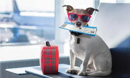  ?? Photograph: Javier Brosch/Alamy Stock Photo ?? Dogs and cats may soon be able to ride alongside their owners on Australian airlines under coming law changes.