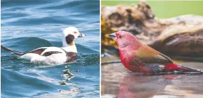  ??  ?? Long-tailed duck
Jameson's firefinch