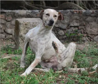  ??  ?? Itchy skin is one of the most common reasons for vet visits.