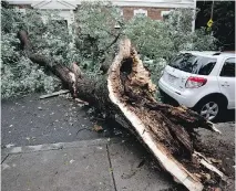  ?? ALLEN McINNIS ?? This vehicle parked on Prud’homme Ave. in N.D.G. escaped damage, though others weren’t so lucky after this rotted tree fell.