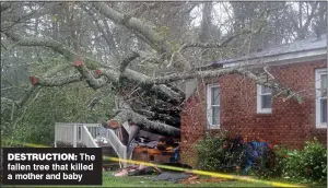  ??  ?? DESTRUCTIO­N: The fallen tree that killed a mother and baby