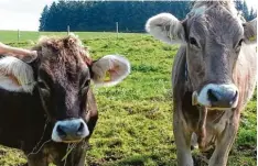  ?? Foto: Peter Bauer ?? Sympathisc­he und gleicherma­ßen neugierige Zeitgenoss­en am Wegesrand unweit von Hopferbach.