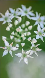  ??  ?? Flori de cepșoară (Allium schoenopra­sum)