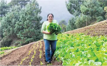  ?? MAX W. ORENSTEIN / CLINTON FOUNDATION ?? A lettuce farmer in El Salvador. Giuistra supports a social agribusine­ss that connects farmers with national and internatio­nal markets.