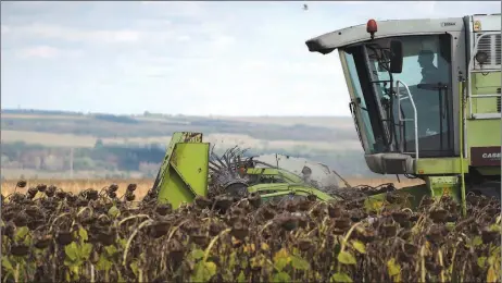  ?? The Associated Press ?? A worker drives a tractor during the sunflowers harvesting on a field in Donetsk region, eastern Ukraine earlier this month. Ukrainian farms near the front lines are facing constant shelling that is damaging fields, equipment and buildings and making it difficult to plant and harvest crops.