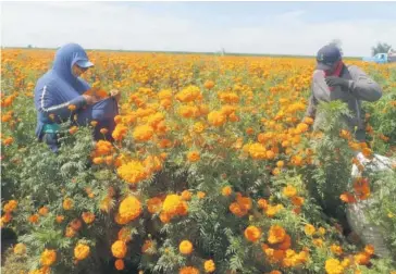  ?? FOTO: ADRIÁN LÓPEZ ?? Jornaleros en la cosecha de la flor en campos de la zona Santa Rosa.
