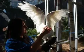  ?? Post-Gazette ?? Cathy Schlott, a trainer at the National Aviary, feeds Fleury the snowy owl in October 2015.