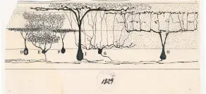  ??  ?? Drawings of the brain by Santiago Ramón y Cajal, clockwise from far left: ‘‘Cells in the retina of the eye’’ (1904); ‘Retina of the lizard’’ (1911); and ‘Purkinje neurons from the human cerebellum’’ (1899).