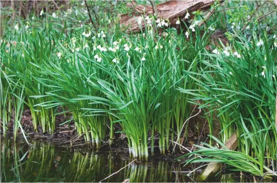  ??  ?? All along the river bank: the summer snowflake (Leucojum aestivum) grows wild along the River Loddon in such spectacula­r abundance that it’s won another English name, the Loddon lily, and a vote to become Berkshire’s county flower