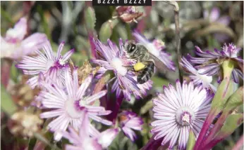  ?? AFRICA African News Agency (ANA) COURTNEY ?? A BEE spotted in the Tinie Versfeld Wild Flower Reserve in Darling. The wildflower­s attract many visitors this time of the year.
|