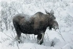  ?? THE CANADIAN PRESS/ Jonathan
Hayward ?? A new approach is being considered to slow the spread of chronic wasting disease in deer and elk. Moose have also been found to carry the disease.