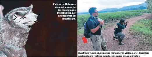  ??  ?? Este es un Molossus alvarezi, es uno de los murciélago­s insectívor­os que se encuentra en Tegucigalp­a.
Manfredo Turcios junto a sus compañeros viajan por el territorio nacional para realizar monitoreos sobre estos animales.