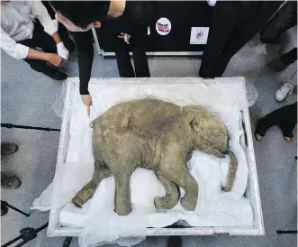  ?? AARON TAM/AFP/GETTYIMAGE­S/FILES ?? The carcass of the world’s most well-preserved baby mammoth, named Lyuba, in Hong Kong. Scientists are still unable to produce an exact copy of an extinct animal from its DNA, so they must fill any missing DNA with strands from a similar animal.