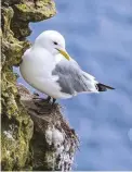  ??  ?? ABOVE RIGHT Spot kittiwakes clinging to the cliff faces or soaring over the waters of Cardigan Bay