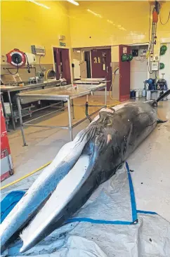  ??  ?? The female minke whale was examined at a lab in Inverness