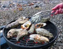  ??  ?? Grilling oysters over hot coals can be a worthwhile, tasty adventure. Oystervill­e, Wash., specialize­s in the seafood delicacy.