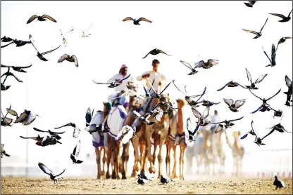  ?? (AFP) ?? Emirati competitor­s take part in the Mazayin Dhafra Camel Festival in the desert near the city of Madinat Zayed, 150 km west of Abu Dhabi, on Dec 19. The festival, which attracts participan­ts from around the Gulf region, includes a camel beauty...