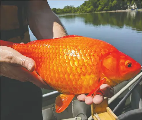  ?? CITY OF BURNSVILLE ?? One of several large goldfish pulled from a lake near Minneapoli­s. Officials in the U.S. are warning that the pets are
dangerousl­y invasive when released into the wild as they can quickly reproduce and harm native fish population­s.