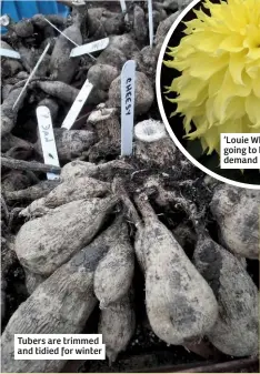  ??  ?? Tubers are trimmed and tidied for winter