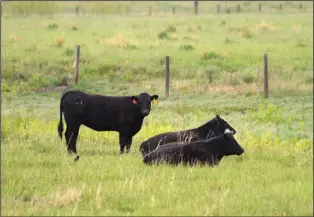  ?? NEWS FILE PHOTO ?? Cattle in Cypress county are pictured in May 2016.