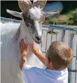  ?? FOTO: DPA ?? Für Kinder sind Streichelz­oos aus pädagogisc­her Sicht wertvoll.