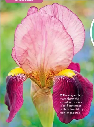 ??  ?? The elegant iris rises above the crowd and makes a bold statement with its beautifull­y patterned petals.