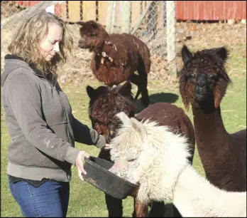  ?? LYNN CURWIN/TRURO NEWS ?? The alpacas gather around Diane Redden to get their share of grain. The Middle Stewiacke woman has four alpacas at her Middle Stewiacke home.