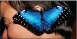  ??  ?? LOCAL GREETING: A blue morpho rests on a tourist’s ear at the Cloud Forest Reserve