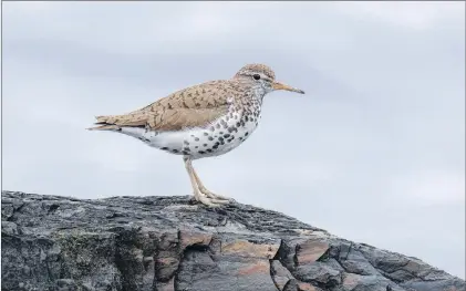  ?? BRUCE MACTAVISH PHOTO ?? A spotted sandpiper stands guard over its little young ones hiding in the grass.