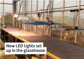  ??  ?? New LED lights set up in the glasshouse
