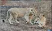  ?? SAM PANTHAKY / AFP ?? Lions at rest in the Gir National Park on Jan 5.